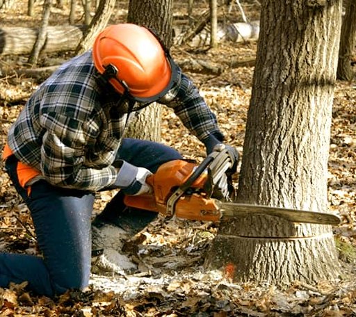 Tree Removal in Babson Park, MA